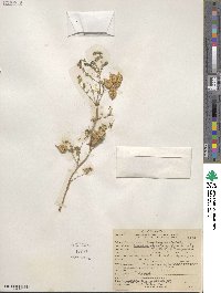 Astragalus lentiginosus image