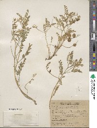 Astragalus lentiginosus image