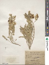 Astragalus lentiginosus image