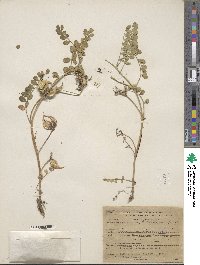 Astragalus lentiginosus image