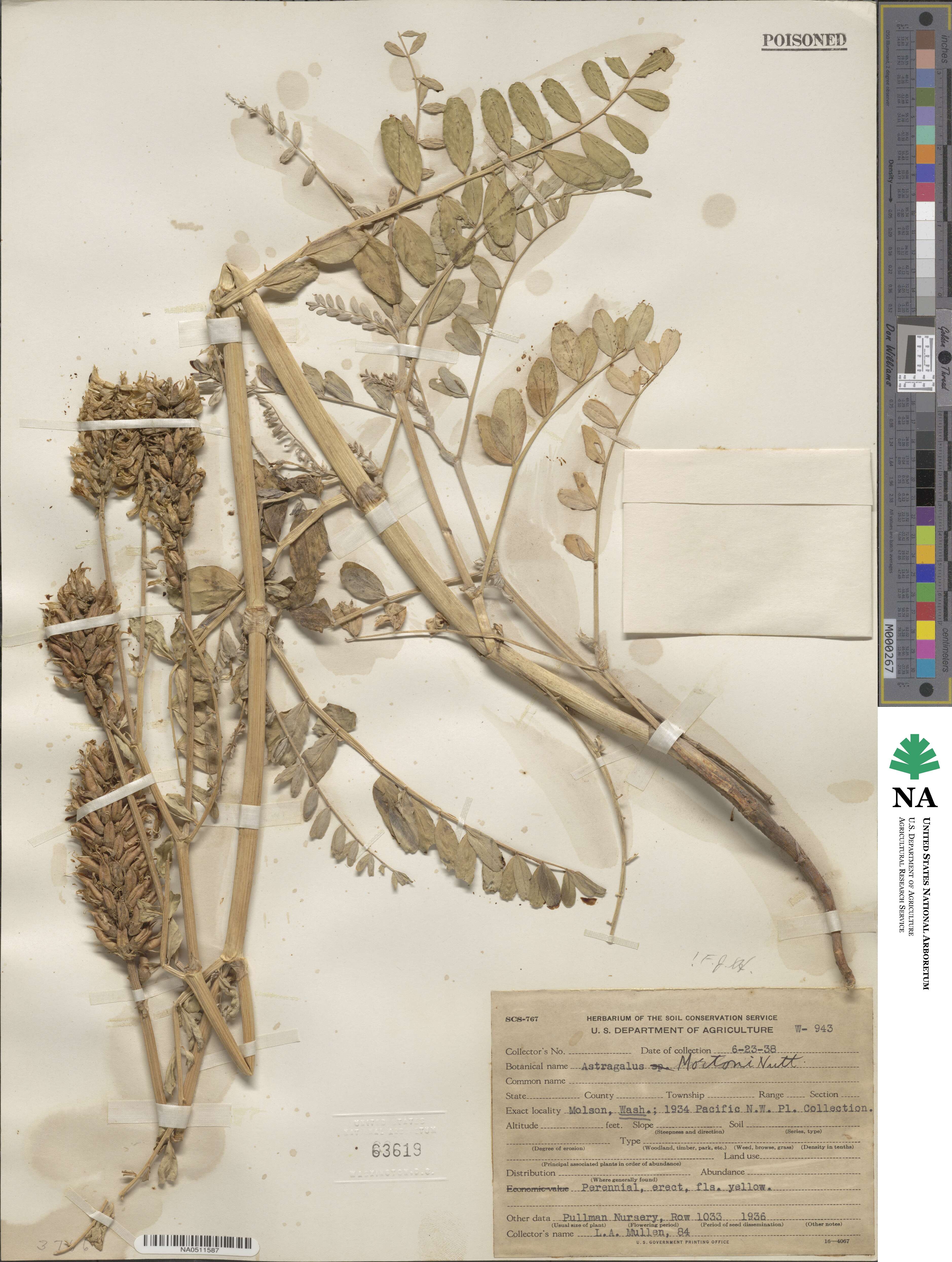 Astragalus canadensis var. mortonii image