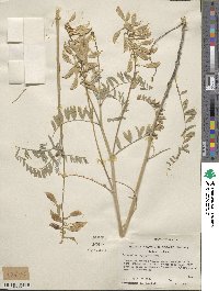 Astragalus oxyphysus image