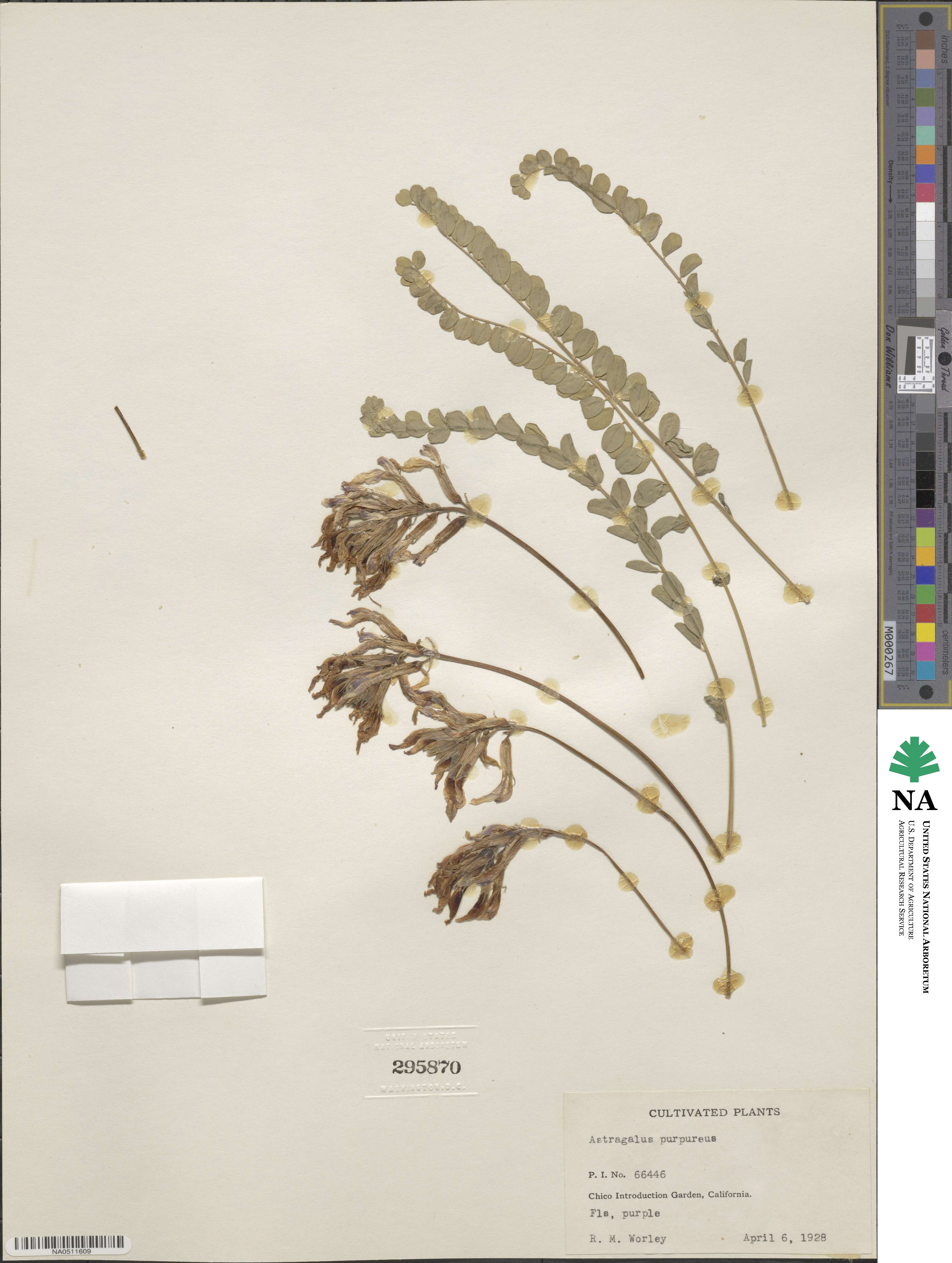 Astragalus purpureus image