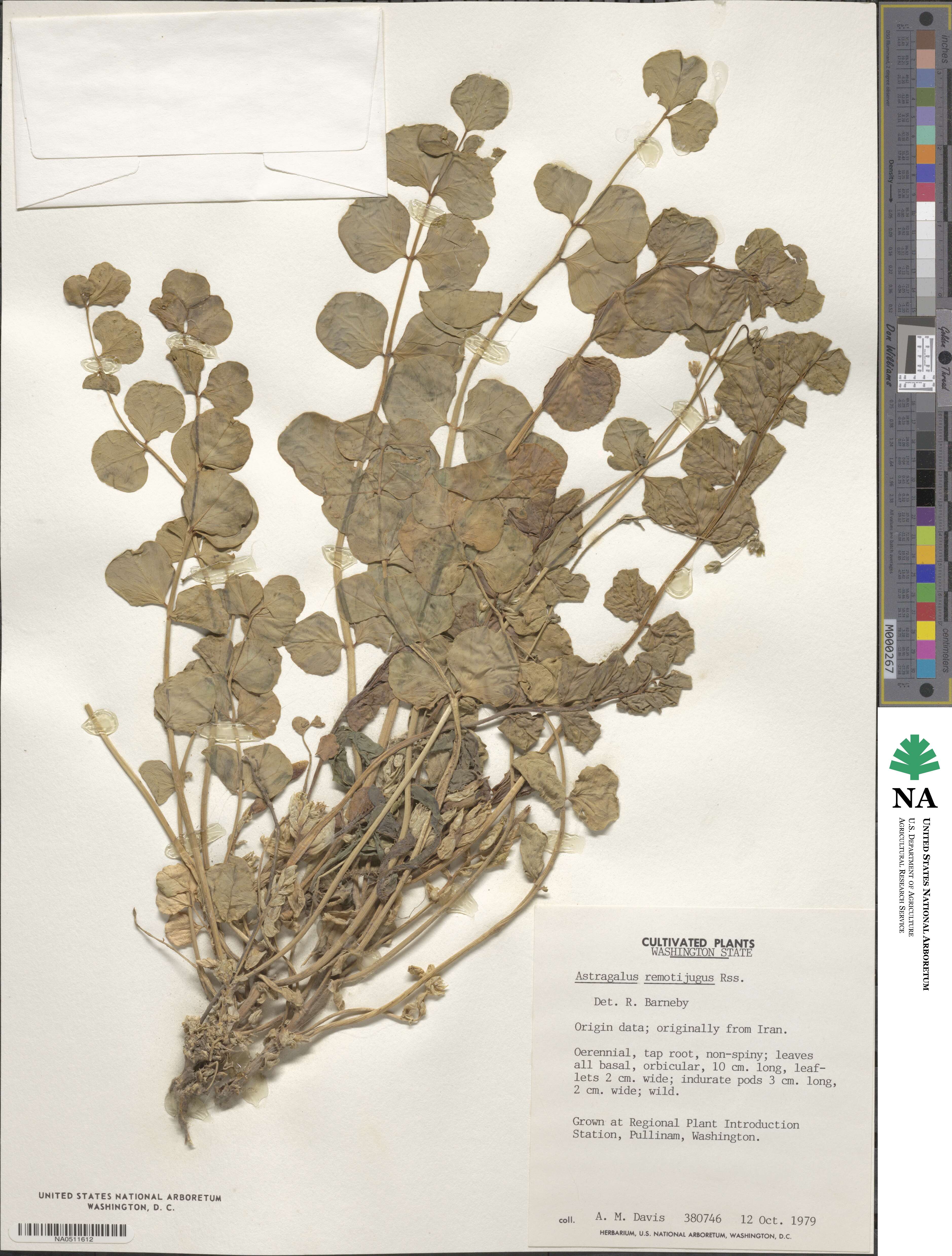 Astragalus retamocarpus image