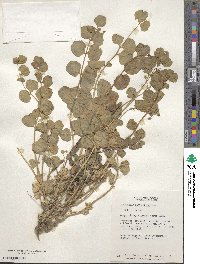 Astragalus retamocarpus image