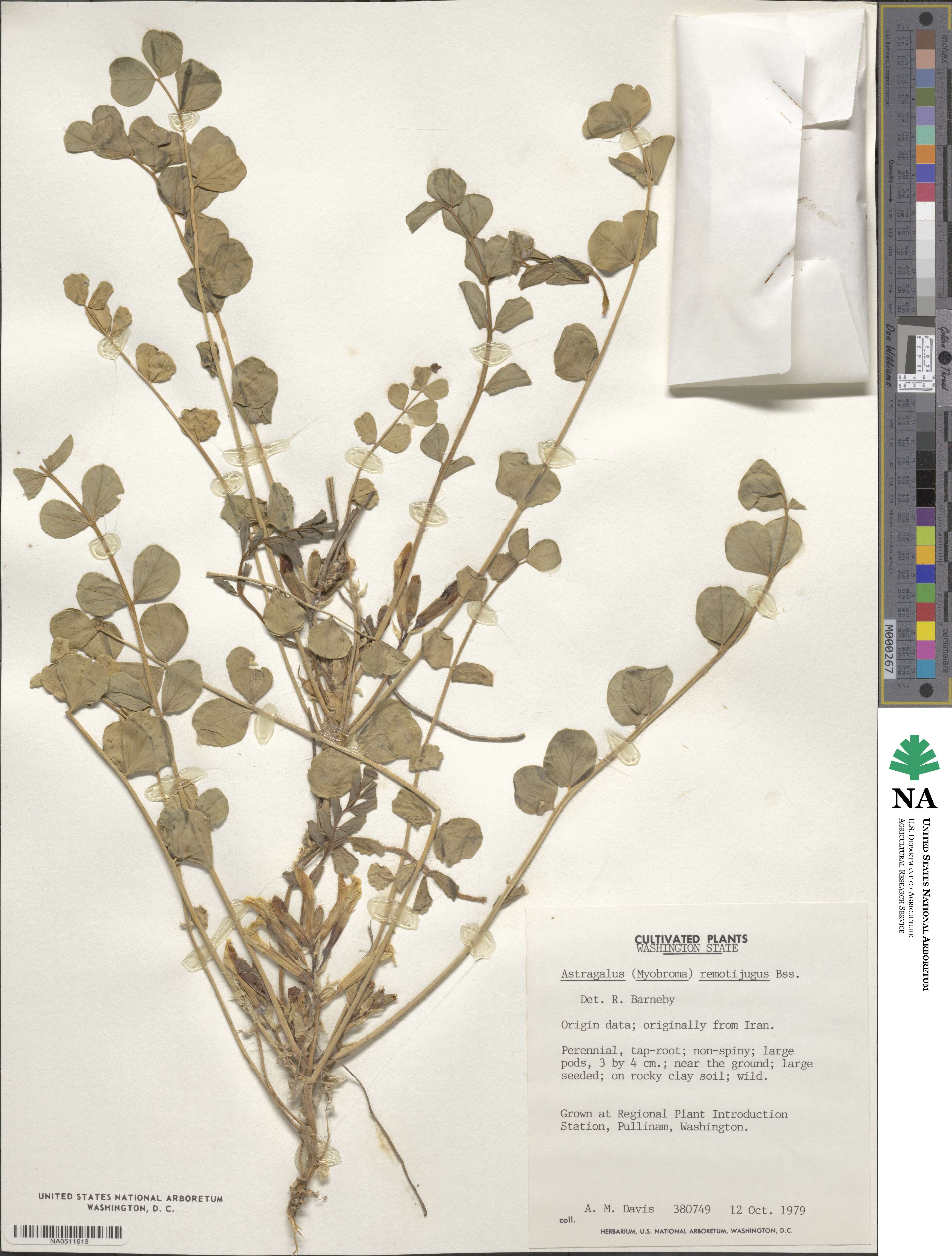 Astragalus retamocarpus image