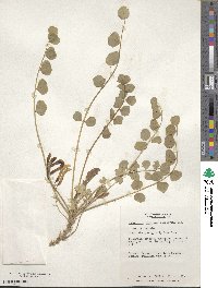 Astragalus retamocarpus image