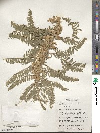 Astragalus retamocarpus image