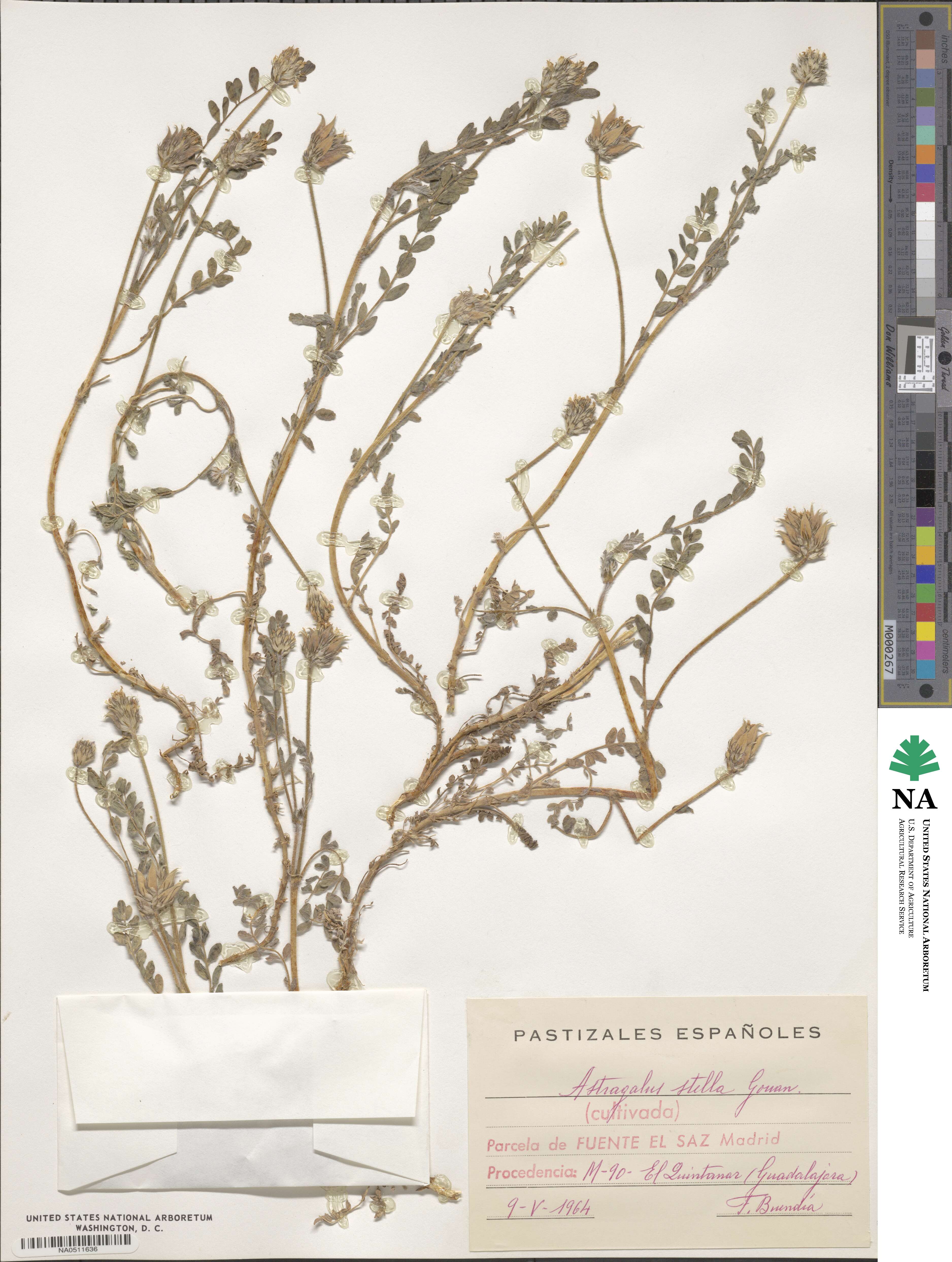 Astragalus stella image