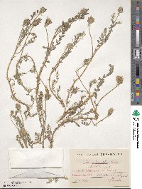 Astragalus stella image