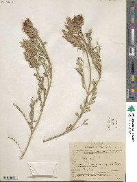 Astragalus striatus image