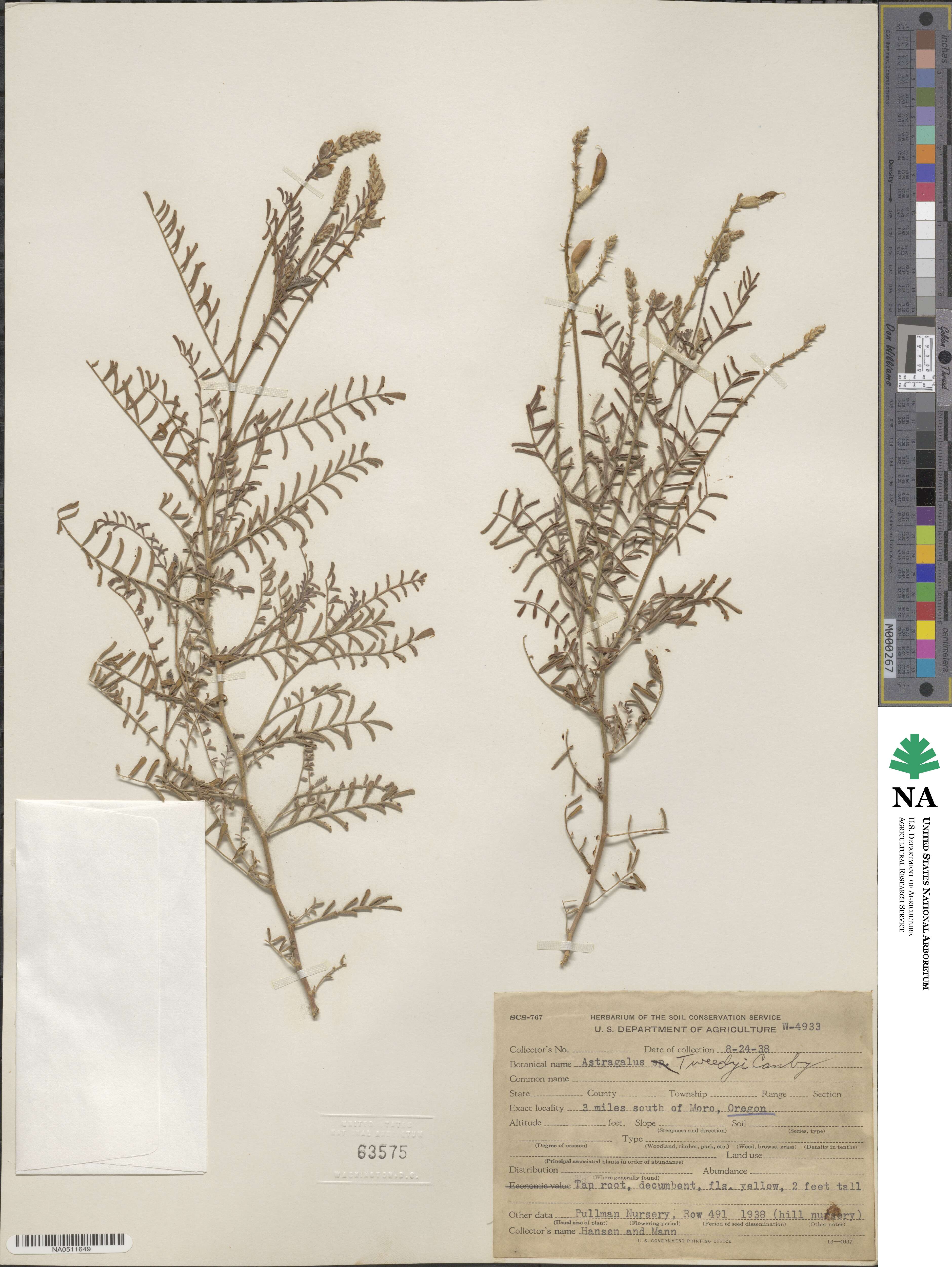 Astragalus tweedyi image