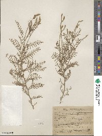 Astragalus tweedyi image