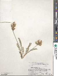 Oxytropis campestris image