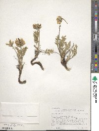 Oxytropis campestris image