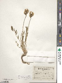 Oxytropis campestris image