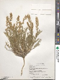 Oxytropis campestris image