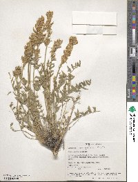 Oxytropis campestris image