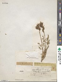 Oxytropis campestris var. johannensis image