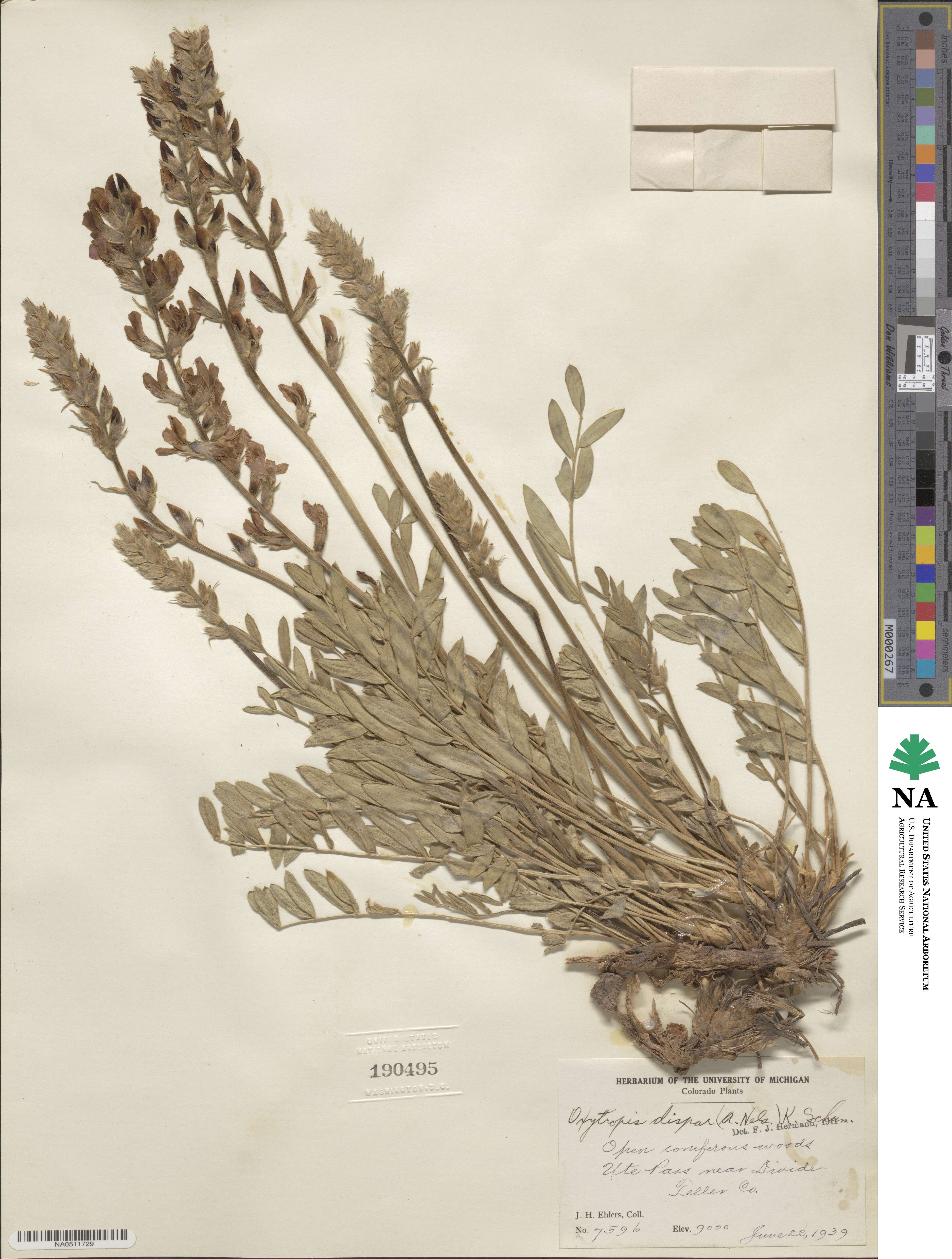 Oxytropis campestris var. dispar image