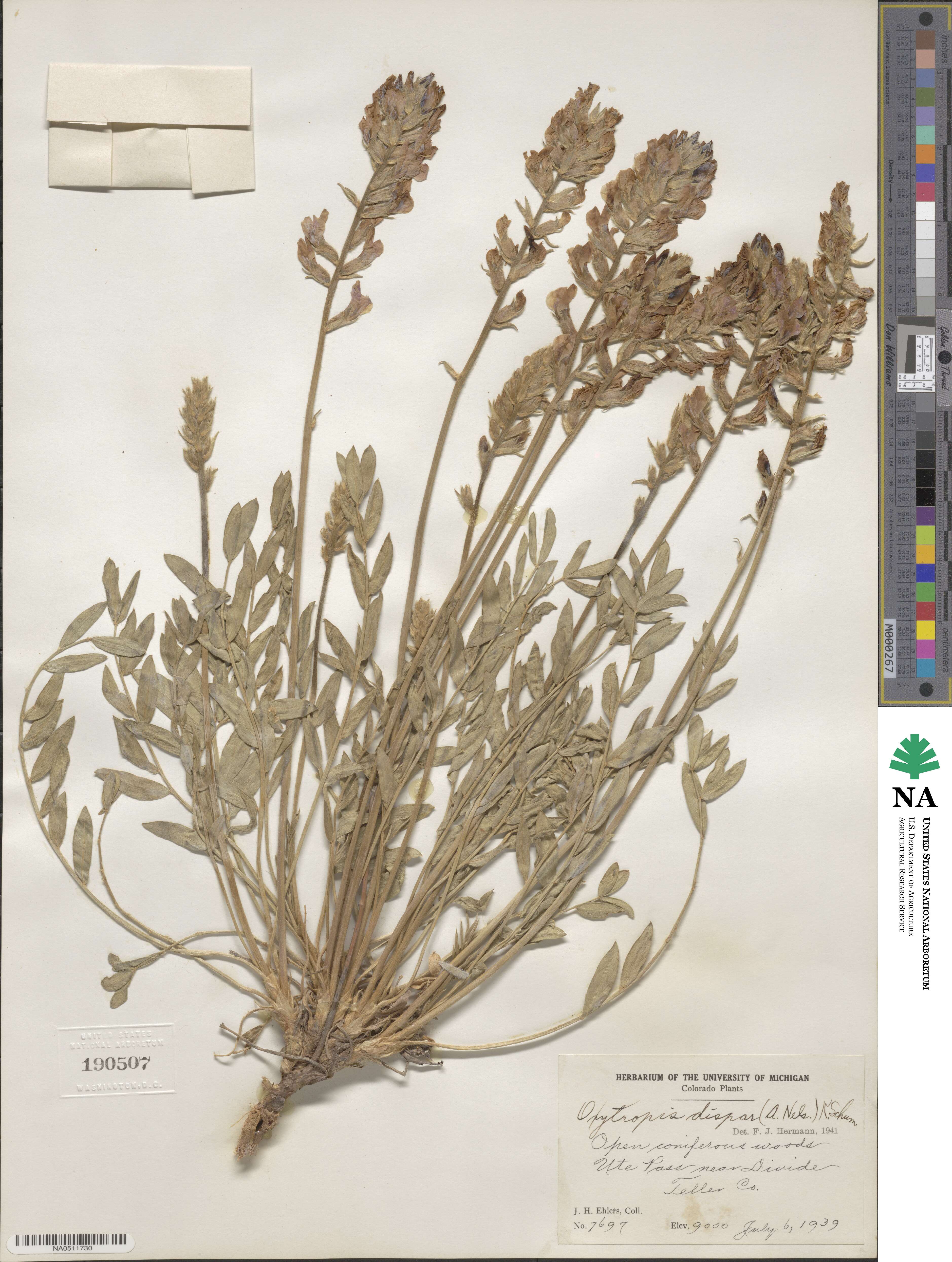 Oxytropis campestris image