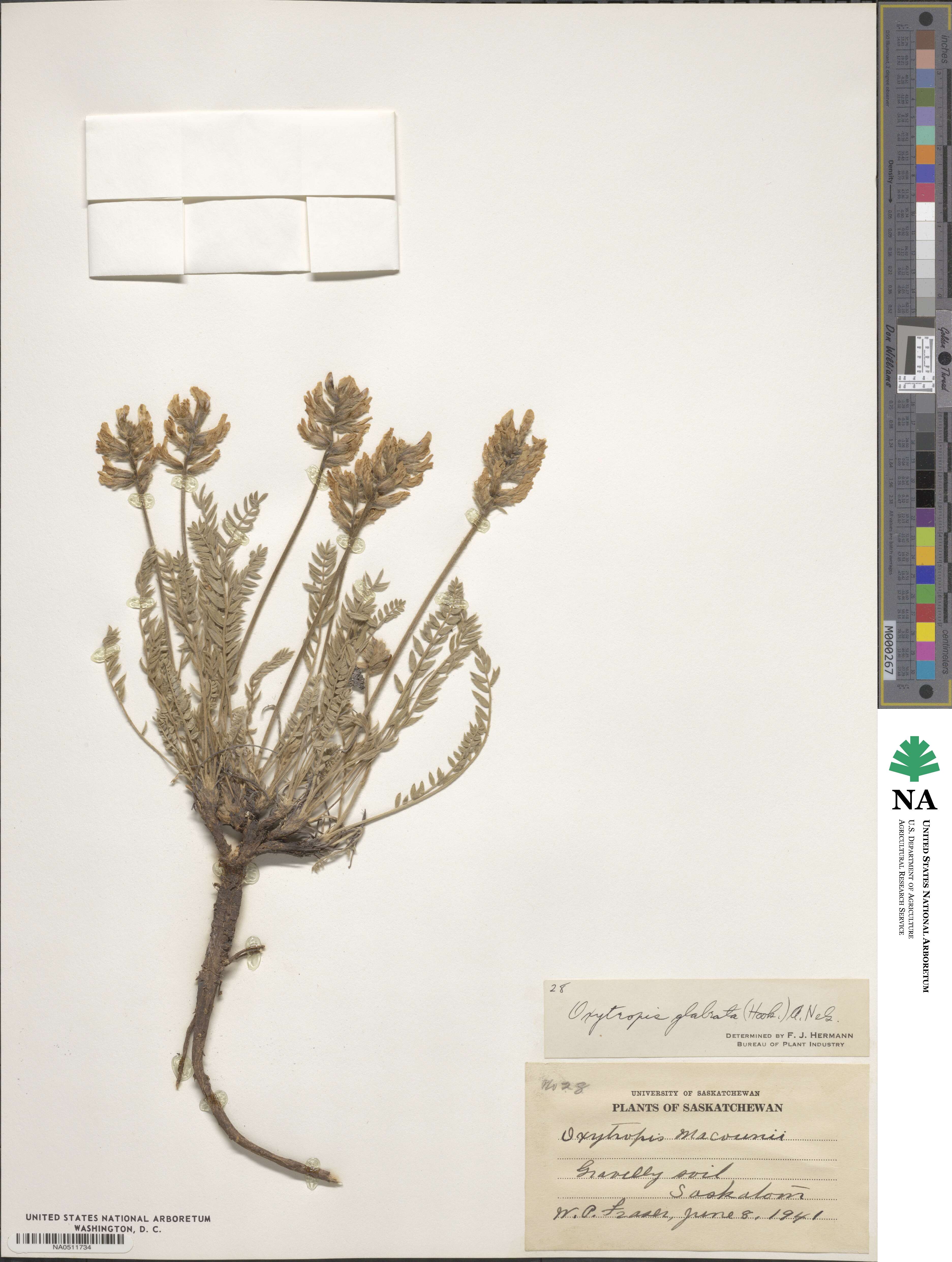 Oxytropis maydelliana image