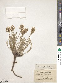 Oxytropis maydelliana image