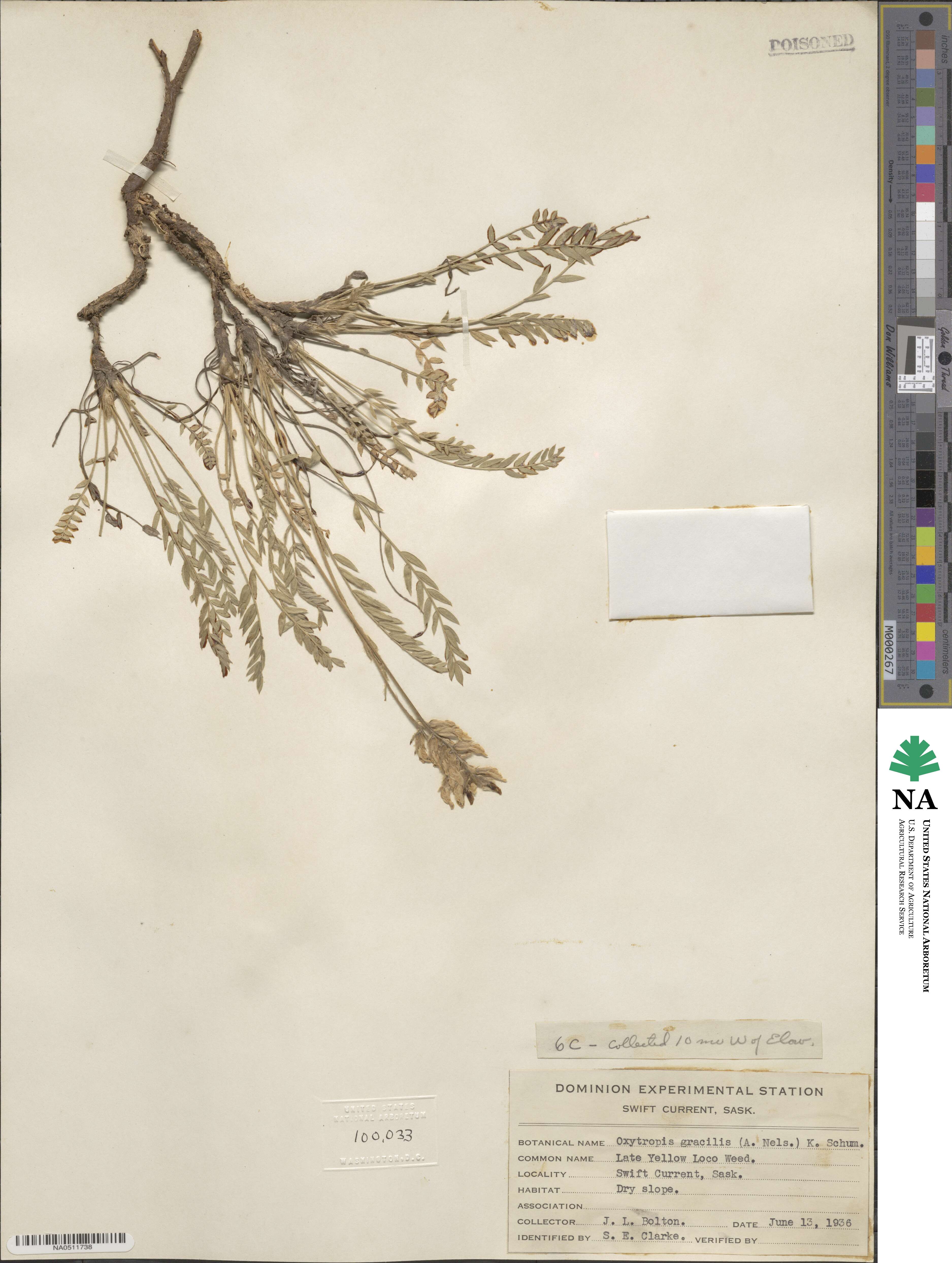 Oxytropis monticola image