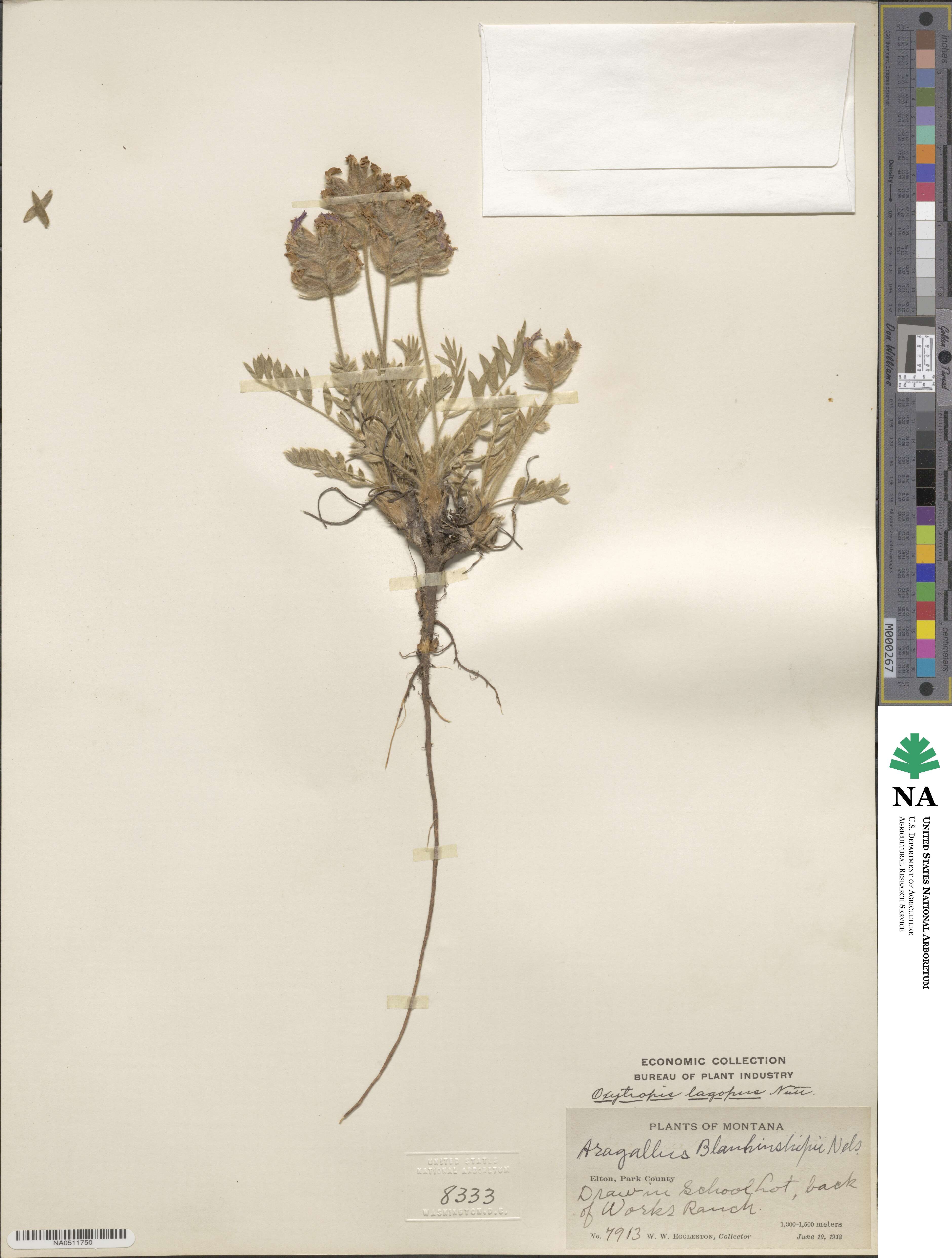 Oxytropis lagopus image