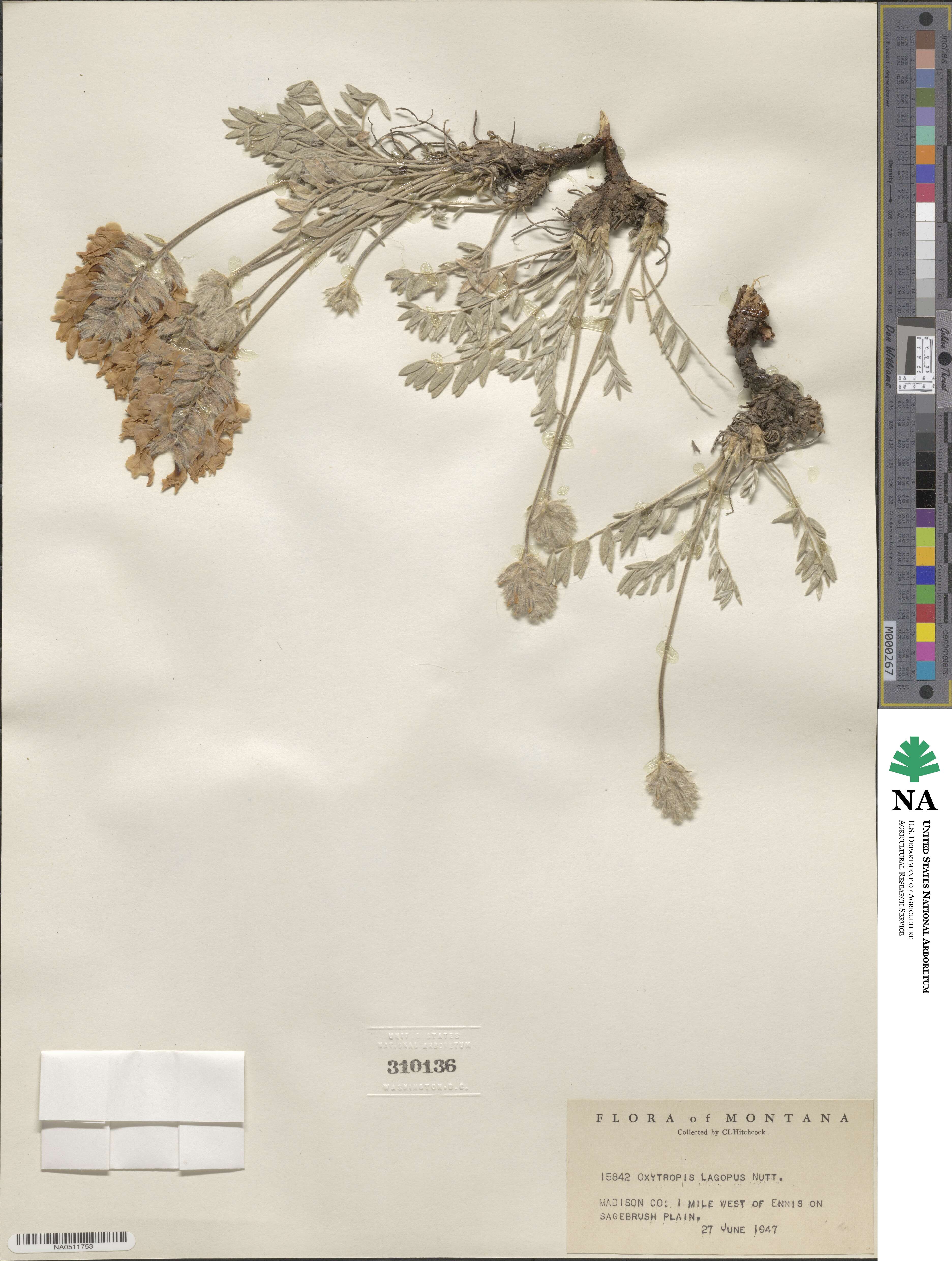 Oxytropis lagopus image
