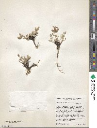 Oxytropis lagopus image