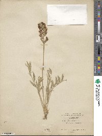 Oxytropis lambertii image