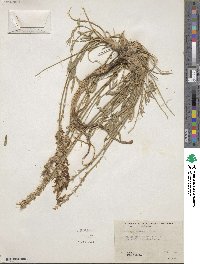 Oxytropis lambertii image