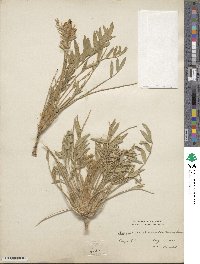 Oxytropis lambertii image