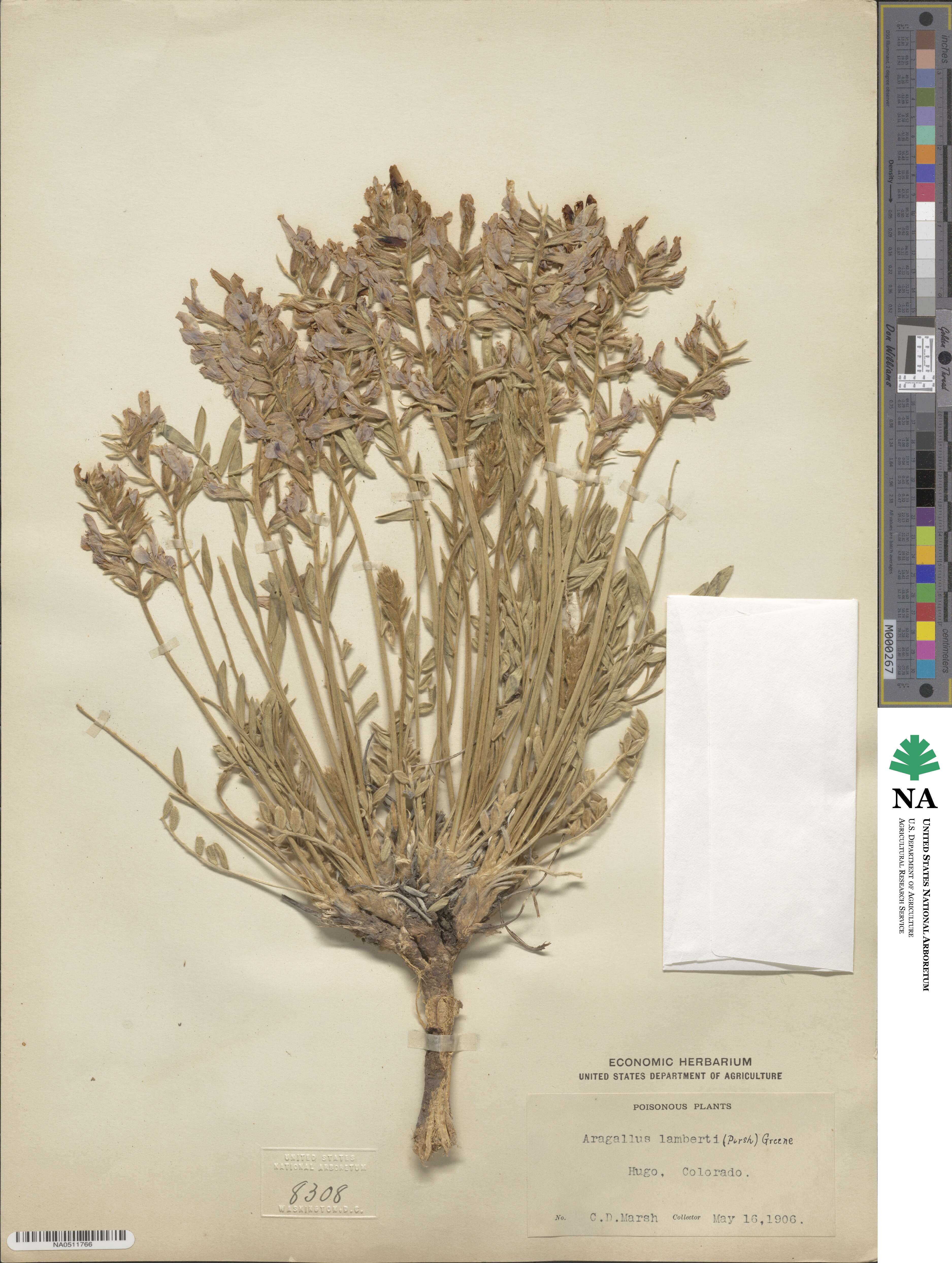 Oxytropis image