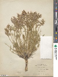 Oxytropis lambertii image