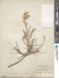 Oxytropis lambertii image