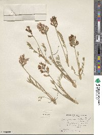 Oxytropis lambertii image