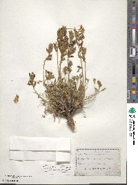 Oxytropis lambertii image