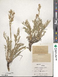 Oxytropis lambertii image