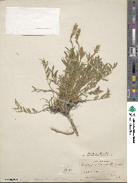 Oxytropis lambertii image