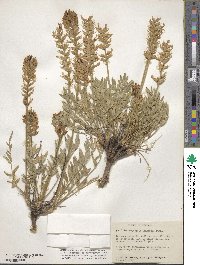 Oxytropis lambertii image