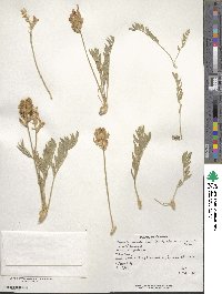 Oxytropis lambertii image