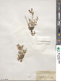 Oxytropis lambertii image