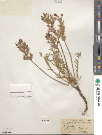 Oxytropis lambertii image