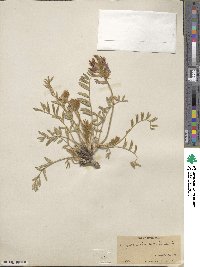 Oxytropis lambertii image