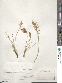 Oxytropis lambertii image