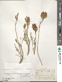 Oxytropis lambertii image