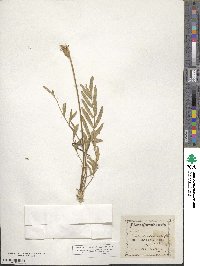 Oxytropis lambertii image