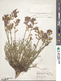 Oxytropis lambertii image